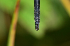 Somatochlora williamsoni