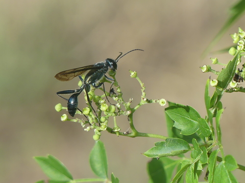 Zimmerman's Mud-dauber Wasp photo 3