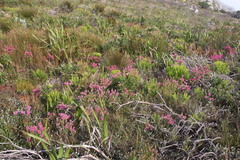 Erica abietina constantiana