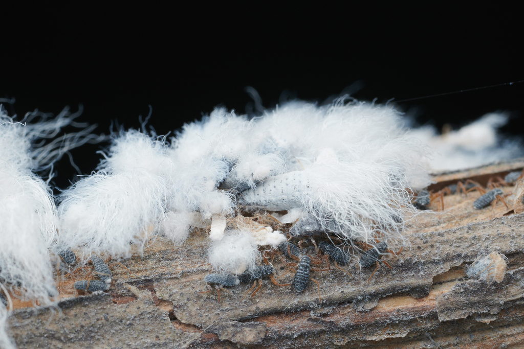 Colophina monstrifica