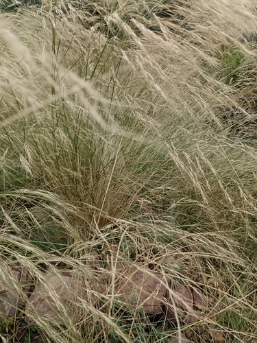 Ngongoni Three-awn (Aristida junciformis)