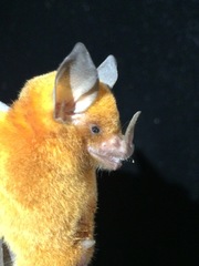 Trinycteris nicefori