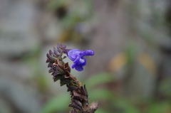 Salvia corrugata