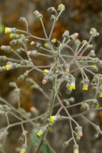 Image of Sow-Thistle Blumea (Blumea sinuata) by no rights reserved