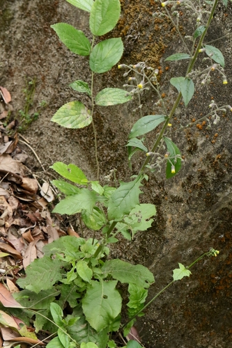 Image of Sow-Thistle Blumea (Blumea sinuata) by no rights reserved