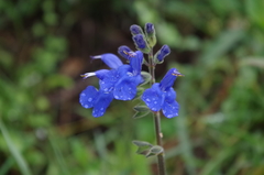 Salvia scutellarioides