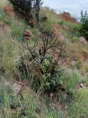 Image of Englerophytum magalismontanum by (c) Hildegard Klein, some rights reserved (CC BY)