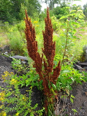 Rumex longifolius
