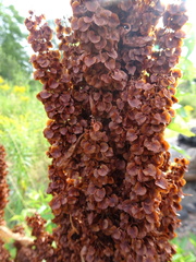 Rumex longifolius