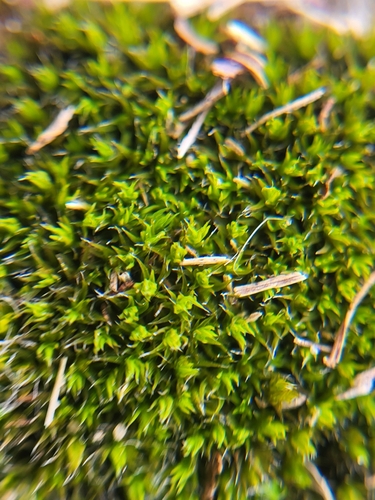 Grimmia muehlenbeckii observed 2025-03-15