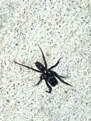 Atypidae