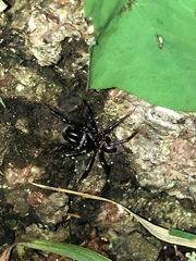 Atypidae