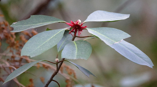 Image of Illicium floridanum by (c) Lauren McLaurin, some rights reserved (CC BY)