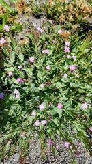 Epilobium glaberrimum