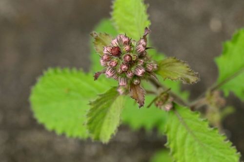 Image of Blumea Axillaris (Blumea axillaris) by no rights reserved