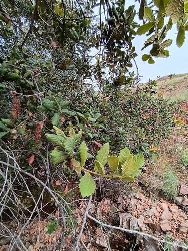 Image of Quercus rugosa by (c) Hildegard Klein, some rights reserved (CC BY)