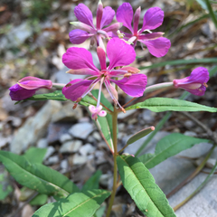 Chamaenerion angustifolium