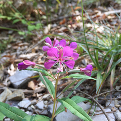 Chamaenerion angustifolium