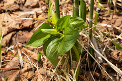 Trillium camschatcense