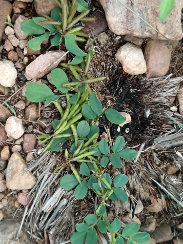 Sorrel Indigo (Indigofera oxalidea)