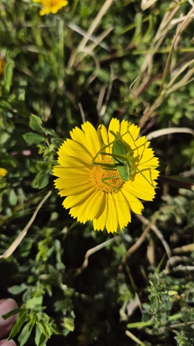 Iberian Striped Bush-cricket