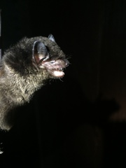 Eptesicus chiriquinus