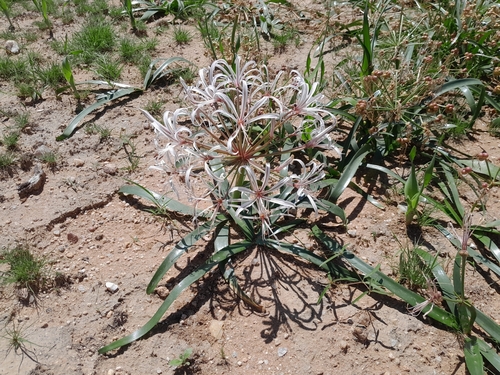 Image of Nerine laticoma by no rights reserved