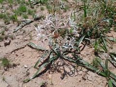 Nerine laticoma