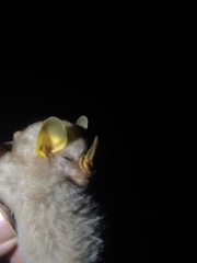 Mesophylla macconnelli