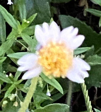 Tridax Daisy