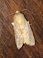 Litoprosopus futilis