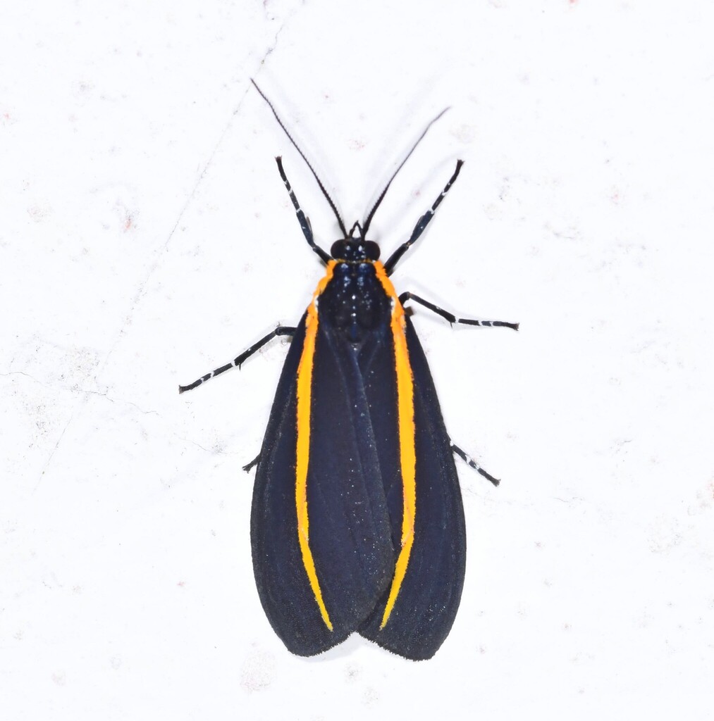 Josiomorpha