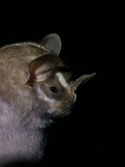 Incan Broad-Nosed Bat photo 3