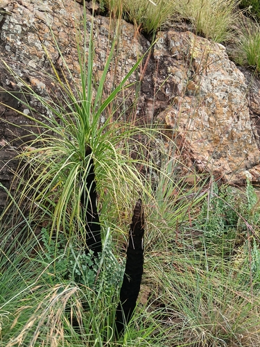 Image of Xerophyta retinervis by (c) Hildegard Klein, some rights reserved (CC BY)
