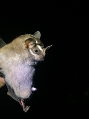 Incan Broad-Nosed Bat photo 2