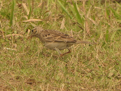 Paddyfield Pipit (Anthus rufulus), photo 10