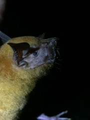 Noctilio albiventris