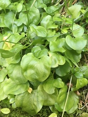 Parnassia cirrata intermedia