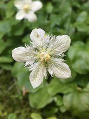 Parnassia cirrata intermedia