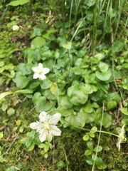 Parnassia cirrata intermedia
