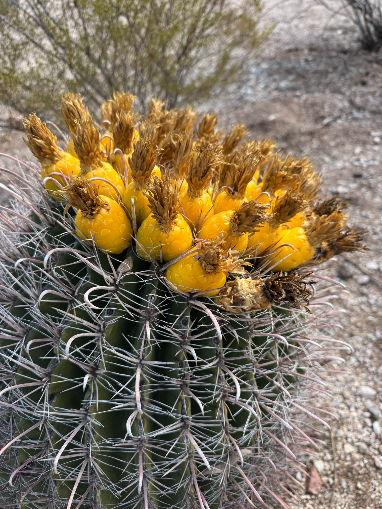 fishhook barrel cactus (Ferocactus wislizeni)  iNaturalist
