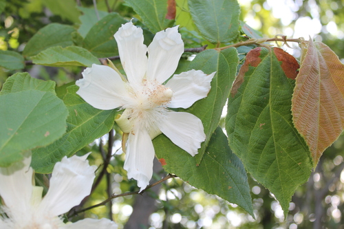 Luehea candida - Leaves