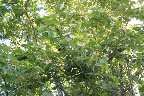 Luehea candida - Whole tree