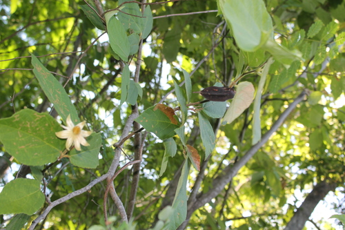 Luehea candida - Flowers