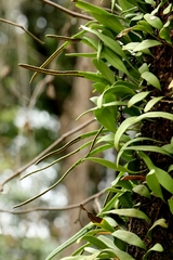Pyrrosia adnascens, photograph author not stated, no rights reserved