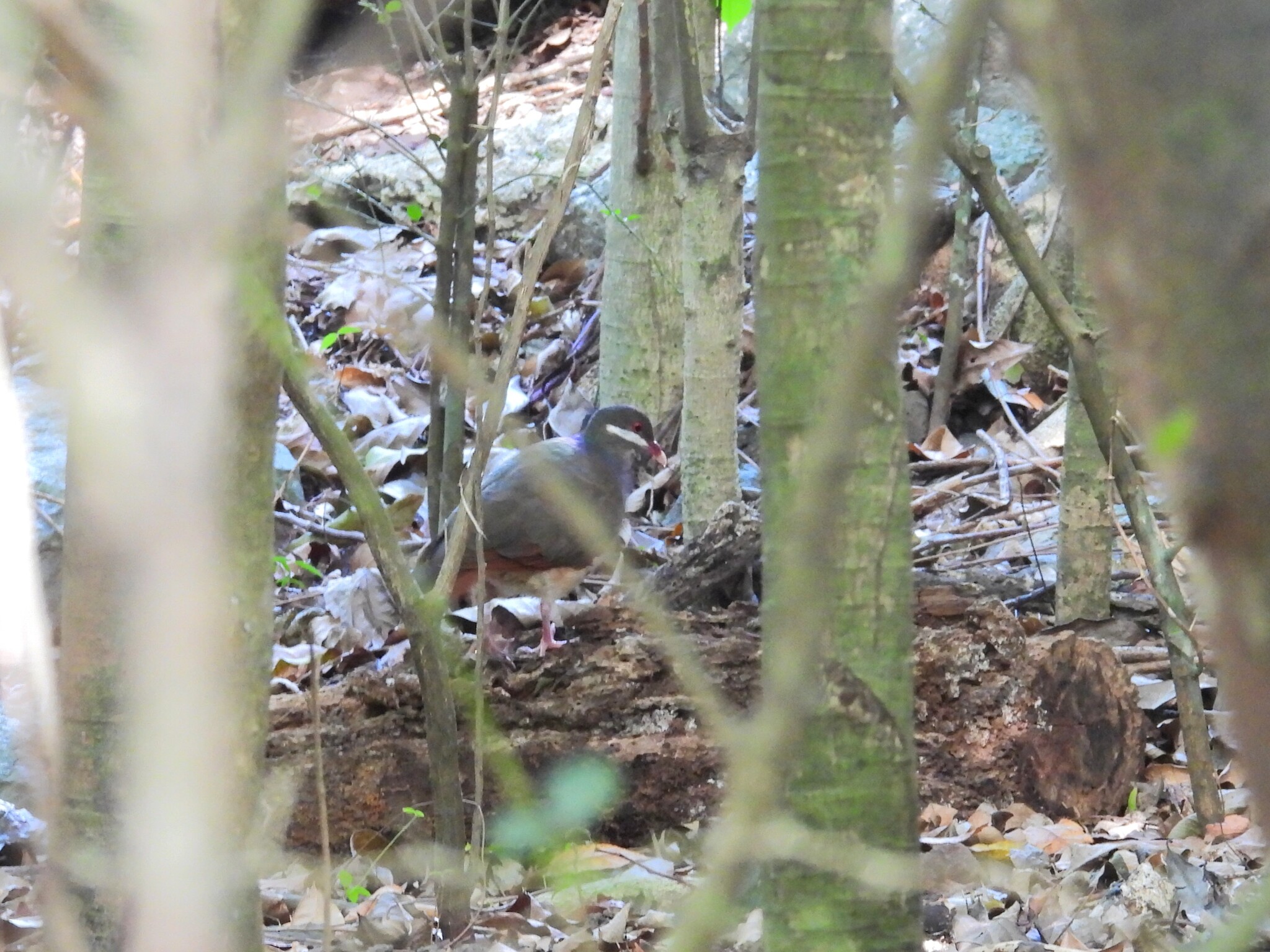 Bridled Quail-Dove (Geotrygon mystacea), photo 4