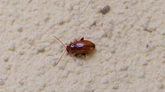 Neocrepidodera transversa