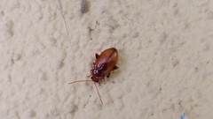 Neocrepidodera transversa