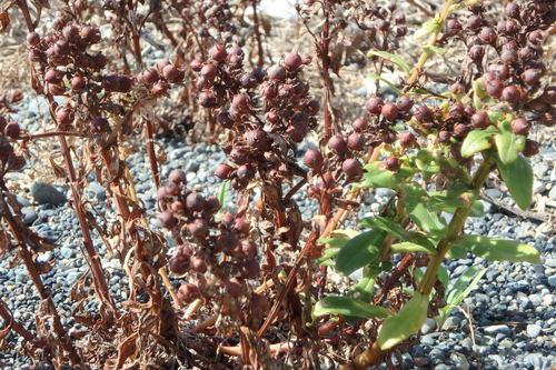Lysimachia mauritiana