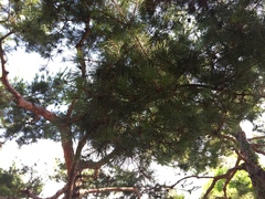 Pinus